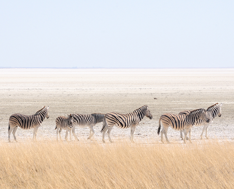 Etosha National Park 