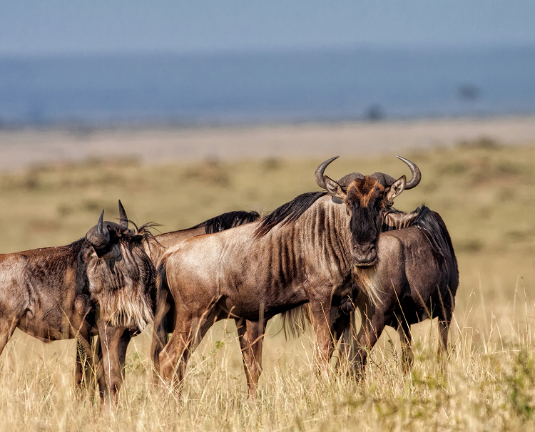 Maasai Mara National Reserve 
